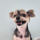 까까오 dog 이미지