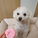 두두펫케어 이미지