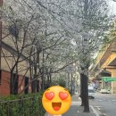 대영24세차타운 | 떨어지는 벚꽃잎을 잡으면 사랑이 이루어진대..🌸