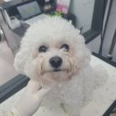 러블리애견미용실 이미지