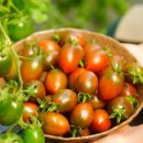 본연농장 이미지