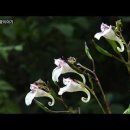 송박사의 꽃 이야기- 물봉선 이미지