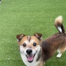 바른댕댕 애견유치원 이미지