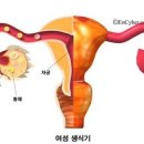 하랑산부인과 네이버블로그