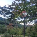 초록숲 | 공주 산림휴양림 캠핑 후기/초록 숲속 힐링과 별빛 감성 캠핑