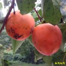 연실농장 이미지