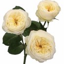 로얄파크 이미지