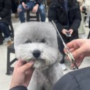 김포에이스애견미용학원