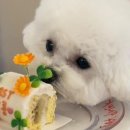 간식주까 이미지