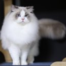 신비돌스 랙돌 캐터리 | 나마스테 프로필｜블루 바이컬러 랙돌 성묘(초사회성)｜알렉산더돌스 랙돌캐터리