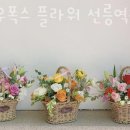 스노우폭스 이미지