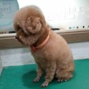 피닉스동물병원 이미지