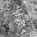 쌍치블루베리 이미지