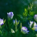 월정축산 이미지