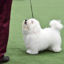 하트 멜로디(Heart Melody) 이미지