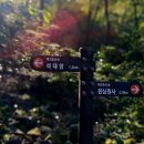 천남성 궁궐에서 사약으로도 섰다고 하네요 이미지
