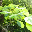 곰배령가든 이미지