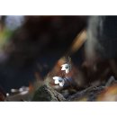 변산바람꽃 이미지