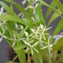 Encyclia calamaria 엔시크리아 카라마리아 이미지