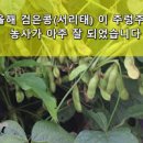 서리태 수확시기 검은콩, 속청 따는 베는시기와 검정콩 건조 말리는 방법 이미지