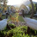 엘리의 정원 이미지