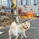 뽀송하개 이미지