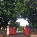 위미동백군락 이미지