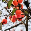 안경하다 이미지