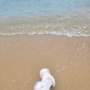 카페5리 | 고성 애견동반 해수욕장 반비치 방문후기