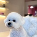 브라비 펫케어 이미지