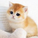 펫아미 강아지분양 고양이분양 동탄점 이미지