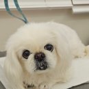 몽스파 | [화원애견미용] 달성군 강아지미용 | ✂️페키니즈 미용 + 하이드로바스 🫧스파 후기 ✨ 몽베이(MONGBAY)