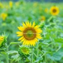 삼풍농장 이미지