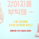 강아지를부탁해(돌봄) 이미지