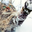 포레스트캣 이미지