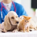 수목원동물병원 이미지