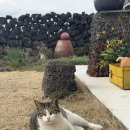 동백에어 B&B | [제주 구좌 감성숙소] &#39;김두성할머니집&#39;_ 내돈내산 제주 동쪽 촌캉스 에어비앤비_(후기/가격/위치)