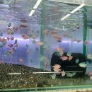 꿈나무 열대어 이미지