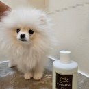 보니더펫 이미지