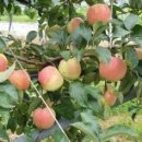 원주리라 이미지