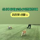 리츠펫 선물 이미지