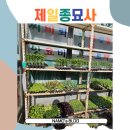 자급자족이 하고싶으니 상추를 키워보자. 제일종묘사 다녀온 후기