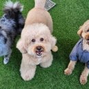 펫하우스 이미지