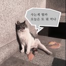 낭만고양이 이미지