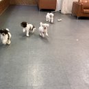 하남강아지 이미지