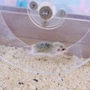 햄동대장 이미지