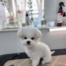 THE DOG SALON 이미지