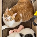 푸른별안과동물병원 이미지