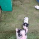 모리농장 | 청주 버드앤쥬 후기 | 청주실내동물원 데이트·아이와 가기 좋은 동물 체험 농장 (할로윈 이벤트 중!)