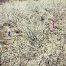 매화꽃민박 이미지